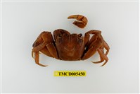 藏品(帝王仿相手蟹)的圖片